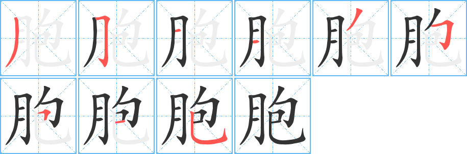 胞字的筆順?lè)植窖菔?></p>
<script src=